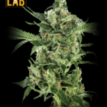 Sour Diesel Feminized Seeds