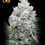 Star Killer x Do-Si-Dos Feminized Seeds