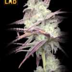 Strawberry Banana Cheese Feminized Seeds