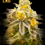 Strawberry Cheese Autoflower Seeds