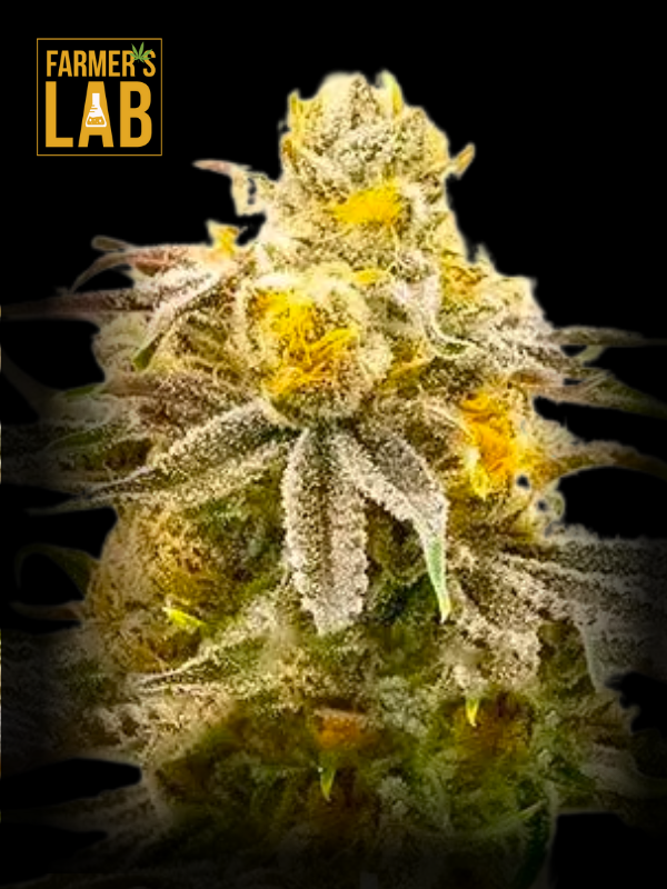 Farmer's lab feminized Strawberry Cheese Autoflower Seeds.