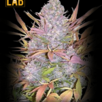 Strawberry Cough Feminized Seeds