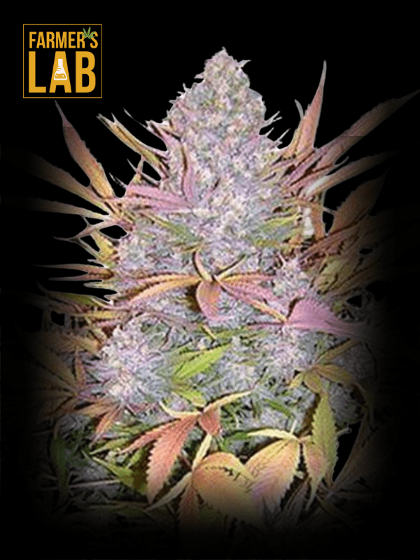 Farmer's lab offers a wide selection of Strawberry Cough Feminized Seeds.