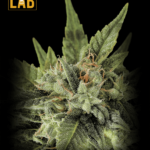 Sugar Fruit Feminized Seeds