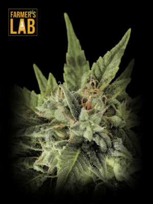 Farmer's Lab offers feminized cannabis seeds with a delightful blend of Sugar Fruit (fem) flavors.