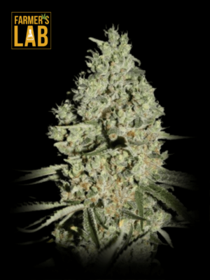 Farmer's lab feminized Super Critical (Bilbo) Fast Version seeds.