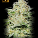 Super Lemon Haze Feminized Seeds