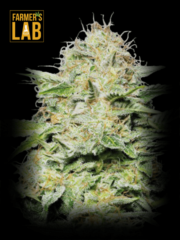 Get the best quality Super Lemon Haze - Fem cannabis seeds from Farmer's lab. These seeds are carefully cultivated to ensure that they produce only female plants, giving you a higher chance of a successful crop. With a wide