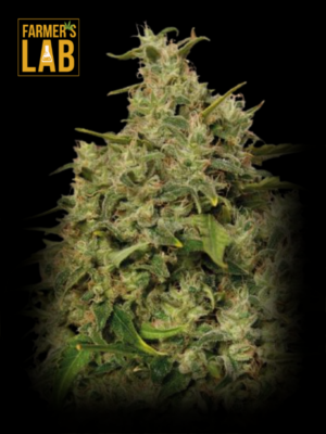 Farmer's lab offers feminized cannabis seeds, including the popular Sweet Tooth Autoflower Seeds strain. Additionally, they also have a selection of Autoflower Seeds available.