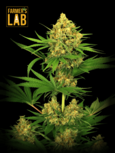 Farmer's lab specializes in feminized Tangie Kush / Tangerine Kush Regular seeds.