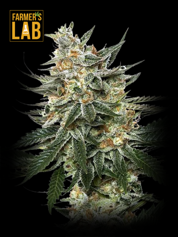 Farmer's lab offers feminized Tangerine Autoflower Seeds.