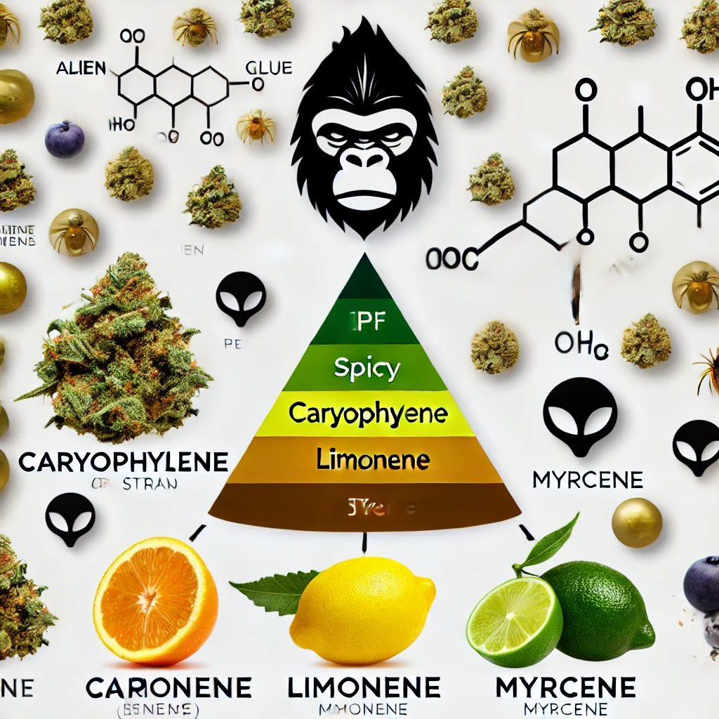 Infographic featuring the Alien Gorilla Glue Feminized Seeds logo with spice icons and chemical structures. Includes a pyramid highlighting Caryophyllene, Limonene, and Myrcene, accompanied by bright oranges, lemons, and limes. Ideal for fans of Alien Seeds seeking distinctive insights.