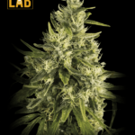 Trainwreck Fast Version Seeds