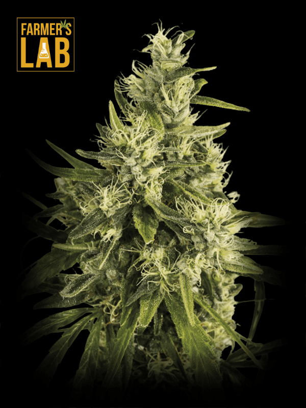 Farmer's lab feminized cannabis seeds, now available in Trainwreck Fast Version Seeds. Choose from our selection of Trainwreck seeds.