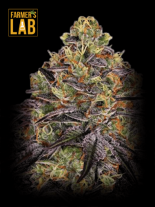 Farmer's lab feminized cannabis seeds, featuring Watermelon Zkittlez Fast Version Seeds strains.