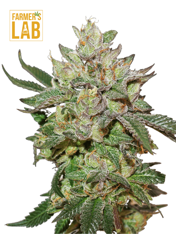 Buy Wedding Cake Autoflower Seeds