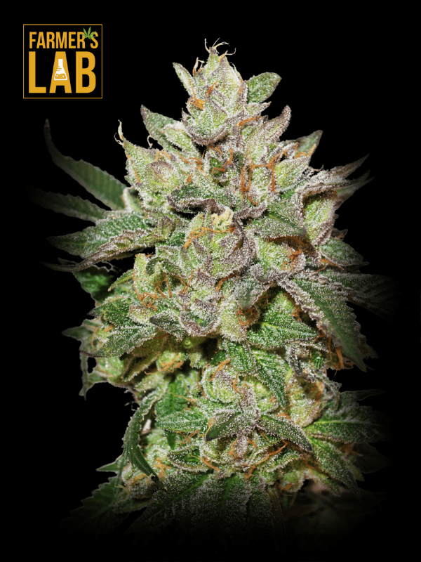 Farmer's lab offers a wide selection of feminized seeds, including the popular WEDDING CAKE Feminized Seeds strain.