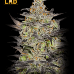 White Fire Alien Kush Feminized Seed