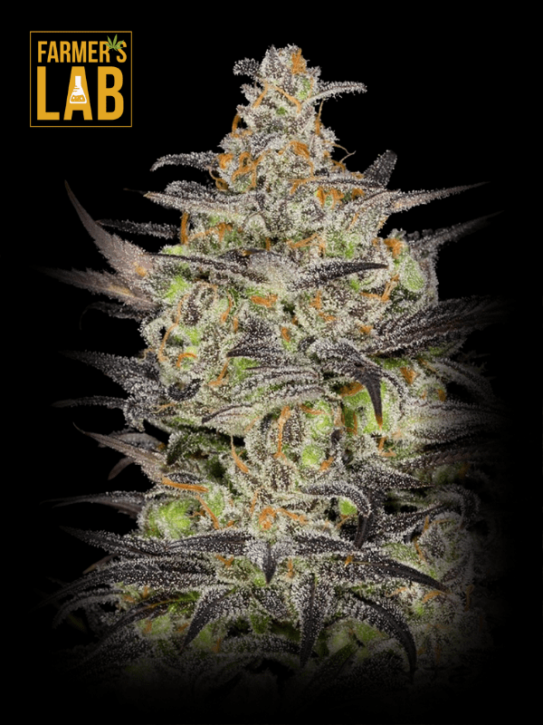 Farmer's lab offers a wide selection of feminized seeds, including the highly sought-after White Fire Alien Kush Feminized Seeds.