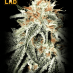 White Widow 11 CBD Seeds