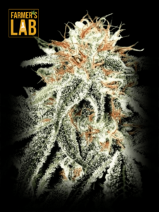 Farmer's lab CBD CBD White Widow Seeds for White Widow strain.