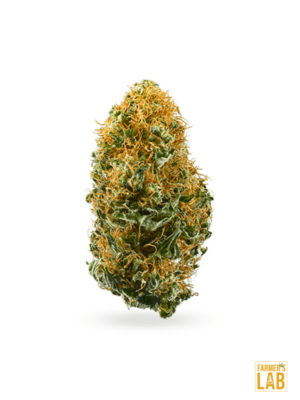 A Auto Bestsellers Mix Pack flower on a white background, surrounded by cannabis seeds.