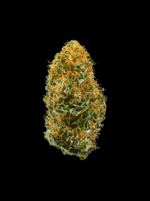 Buy White Widow Regular Seed