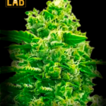 White Widow x California Snow Autoflower Seeds