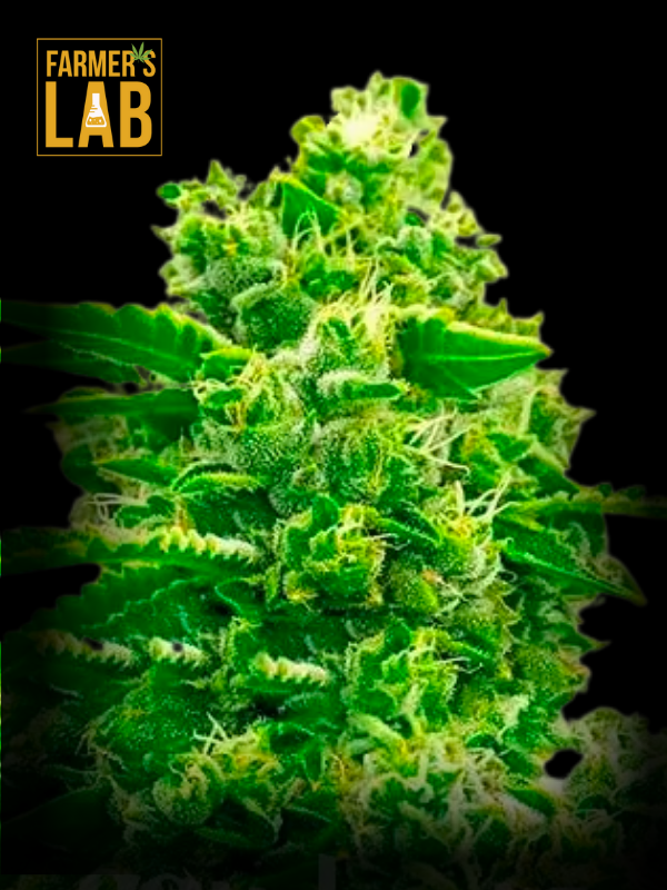 Farmer's lab feminized White Widow x California Snow Autoflower Seeds.