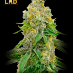 Yumbolt Feminized Seeds