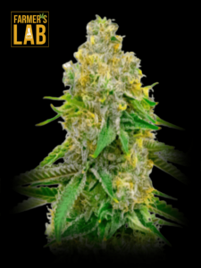 Farmer's lab specializes in Yumbolt Autoflower seeds.