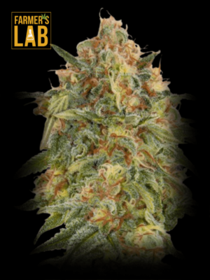 Explore the finest selection of Farmer's Lab feminized cannabis seeds, including the popular Zkittlez Feminized Seeds.