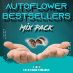 Auto Bestsellers Mix Pack