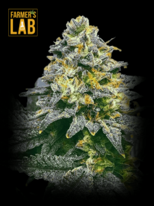 Close-up of a cannabis flower with visible trichomes against a dark background, with a 'farmer's lab' logo in the top left corner.